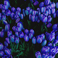 Blue Tulips