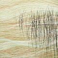 Reeds Variation 16