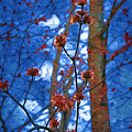 Spring Buds