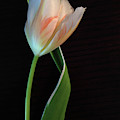 Tulip 1