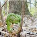 Budding Ferns 1